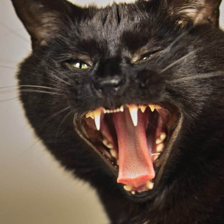 Do Cats Throw Fits 6 Signs Of A Pet Temper Tantrum