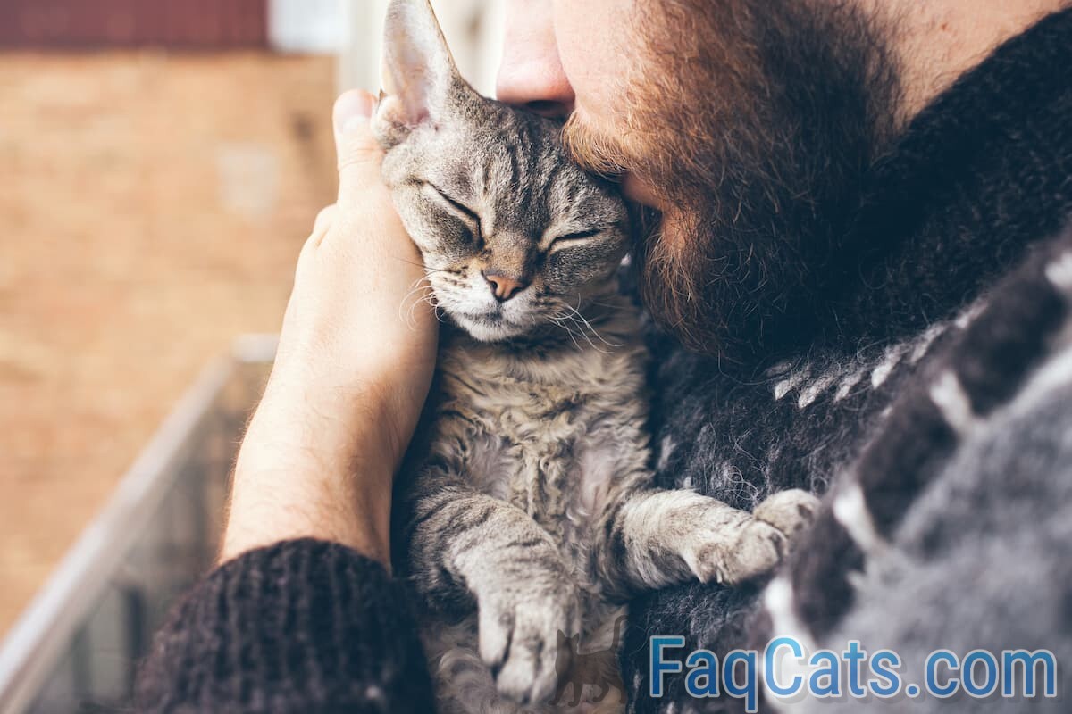 Do Cats Understand Kisses Affection & Communication Tips