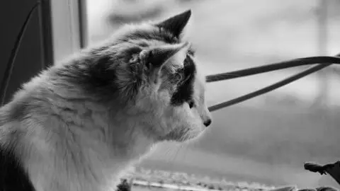 Do Cats Understand Time Out &ndash; Disciplining Bad Behavior