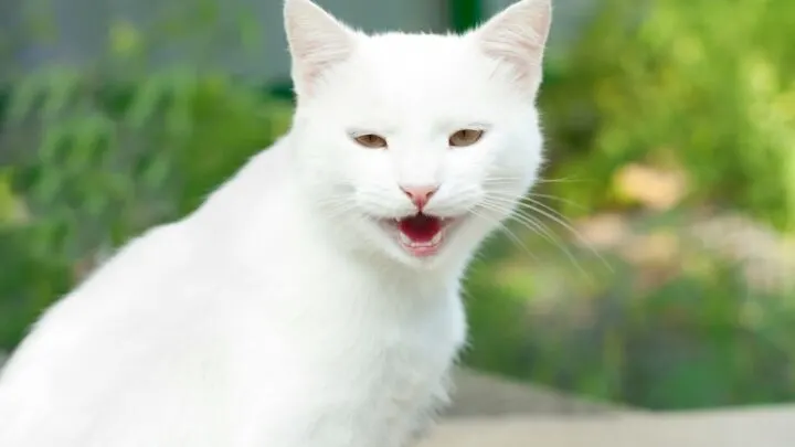 Do Cats Voices Break &ndash; Is It Normal?
