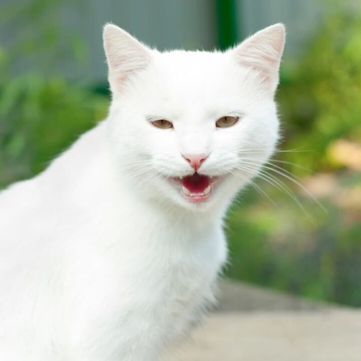 Do Cats Voices Break Is It Normal?