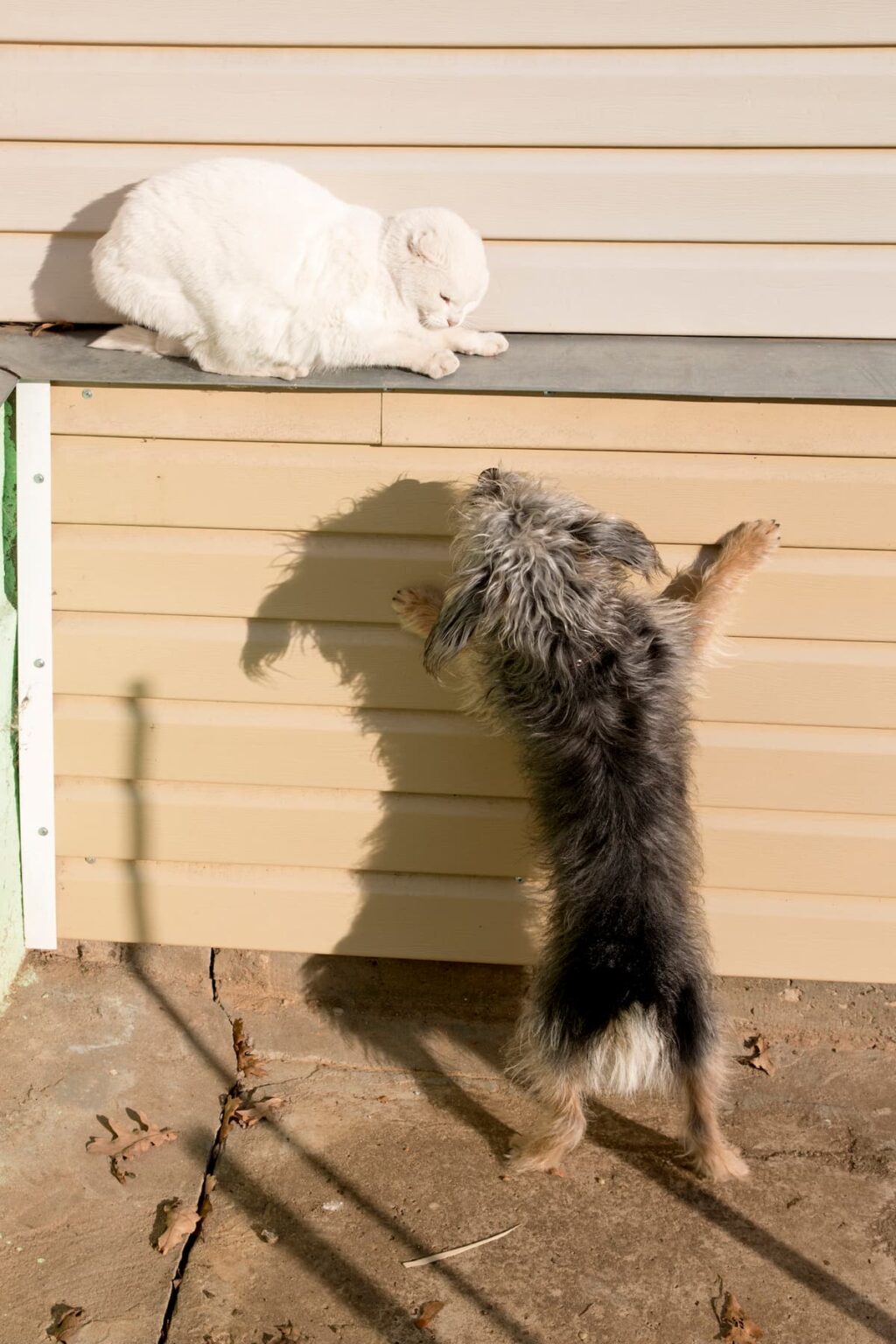 Do Dogs Eat Cats Tips To Protect Your Pet