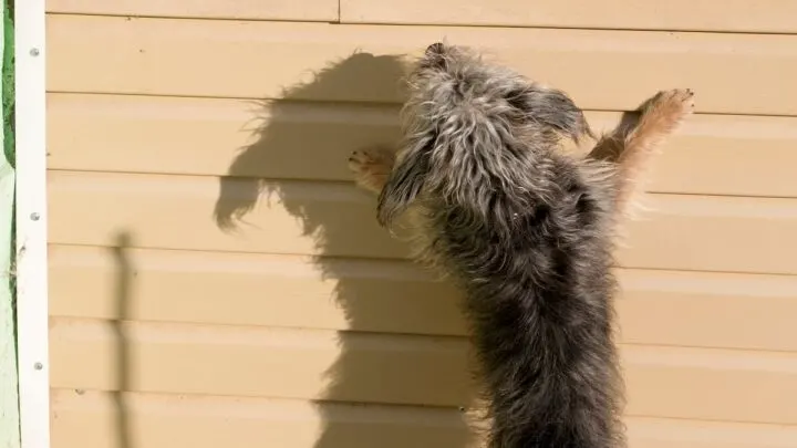 Do Dogs Eat Cats &ndash; Tips To Protect Your Pet &nbsp;