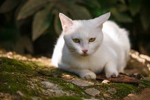 Do Flame Point Siamese Cats Shed The Facts Faqcats Com