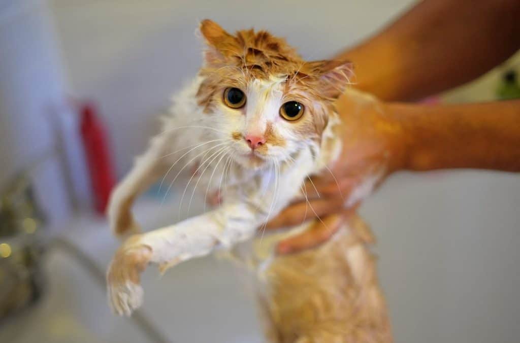 Do I Need To Clean My Kittens Bottom Helpful Tips!