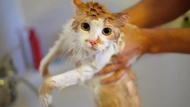 Do I Need To Clean My Kittens Bottom &ndash; Helpful Tips!