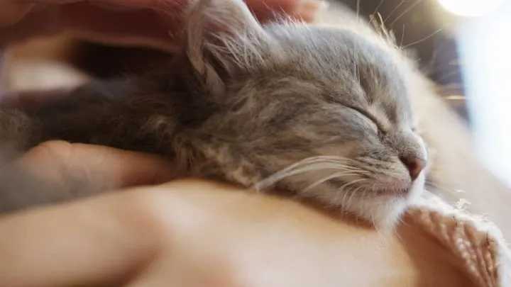 Do Kittens Become Less Affectionate &ndash; Things To Know!