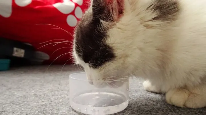 Do Kittens Drink Water – What You Should Know!  