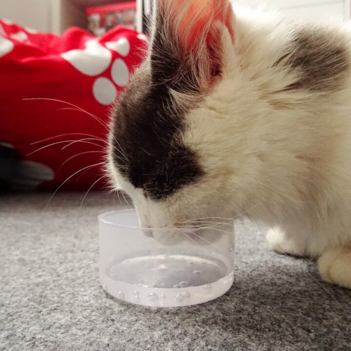 kittens drink water