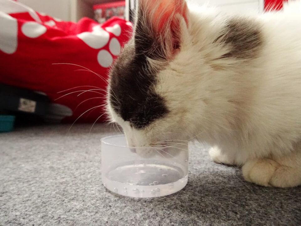 Do Kittens Drink Water – What You Should Know! – FAQcats.com