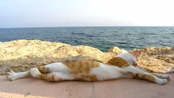 Do Kittens Need Sunlight – What You Should Know