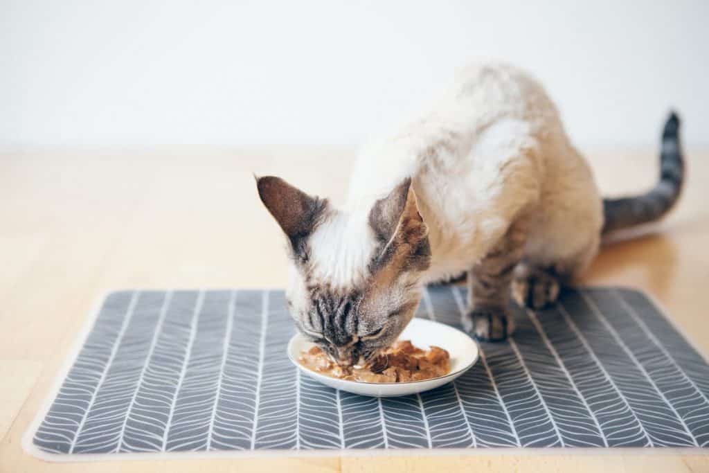 Do Kittens Really Need Kitten Food Feeding Tips FAQcats