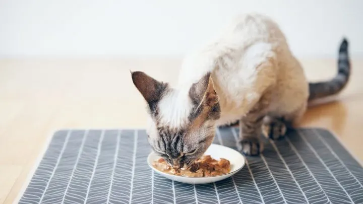 Do Kittens Really Need Kitten Food – Feeding Tips