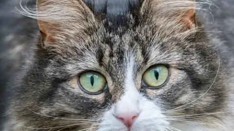 Do Loud Noises Hurt Cats Ears + Tips To Protect Hearing