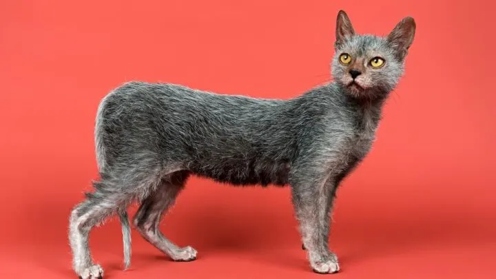Do Lykoi Cats Shed &ndash; Here&rsquo;s The Facts!