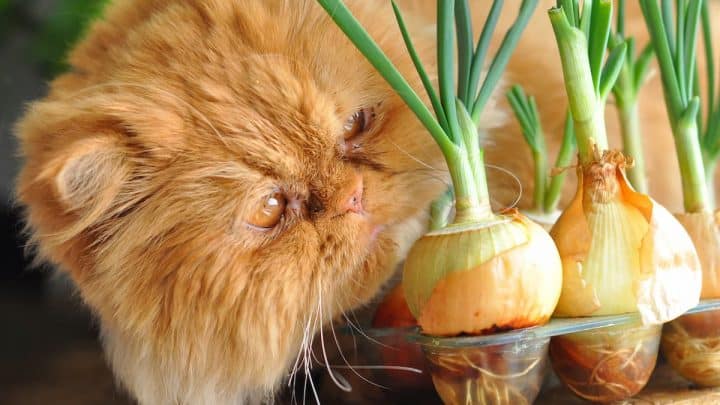 Do Onions Burn Cat’s Eyes – Here’s The Facts!