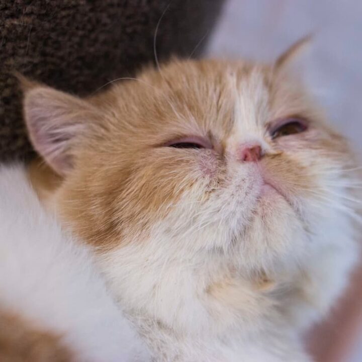 Do Persian Cats Need AC – Ideal Temperature & More – FAQcats.com