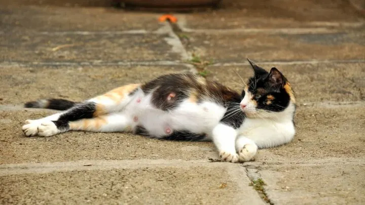 Do Pregnant Cats Pee Everywhere&nbsp;-Here&rsquo;s The Facts!