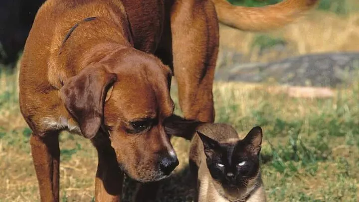 Do Siamese Cats Get Along With Dogs &ndash;  Introducing Pets!