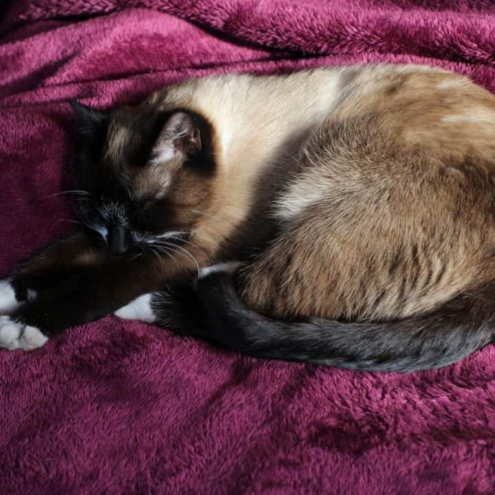 Do Siamese Cats Get Cold Easily Factors To Consider!