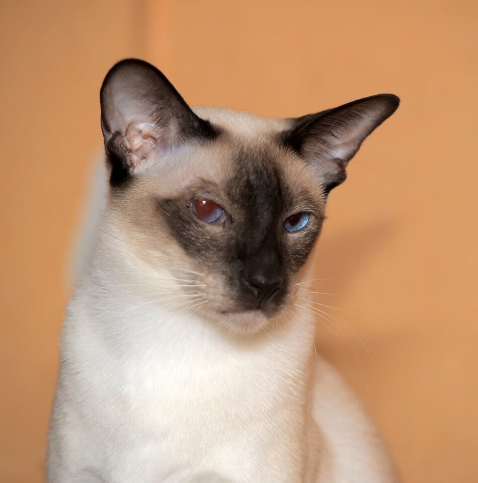 Do Siamese Cats Go Blind Understanding Their Vision!