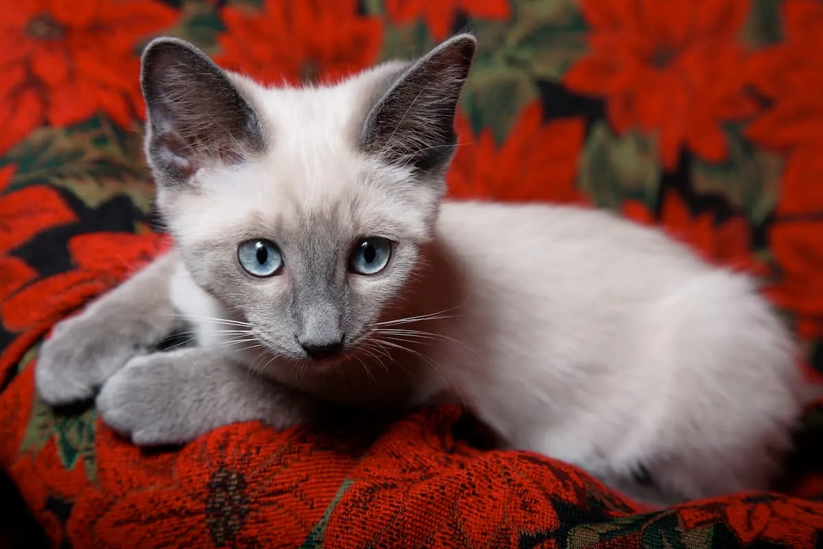 Do Siamese Cats Go Grey – 5 Reasons Why! – 