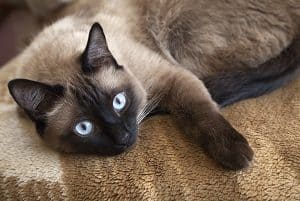 Do Siamese Cats Have Sensitive Skin