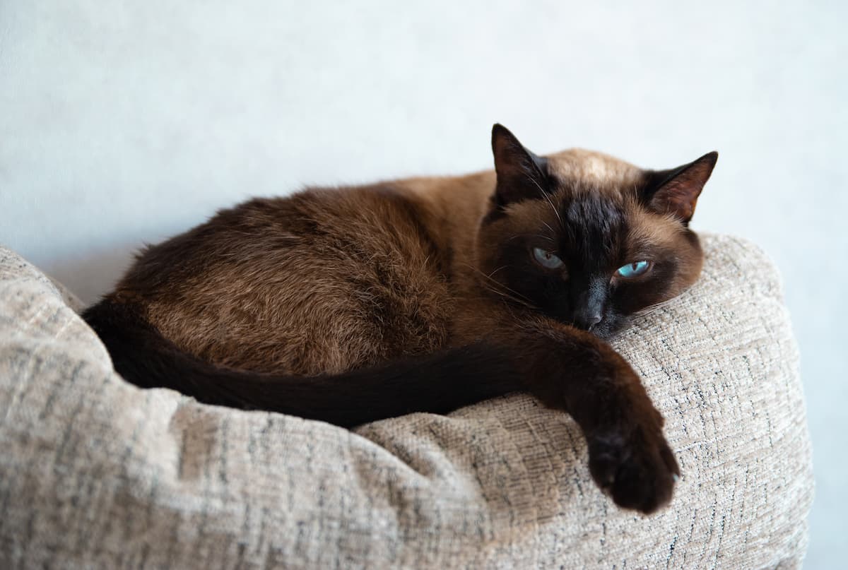 Do Siamese Cats Have Sensitive Stomachs What To Know FAQcats