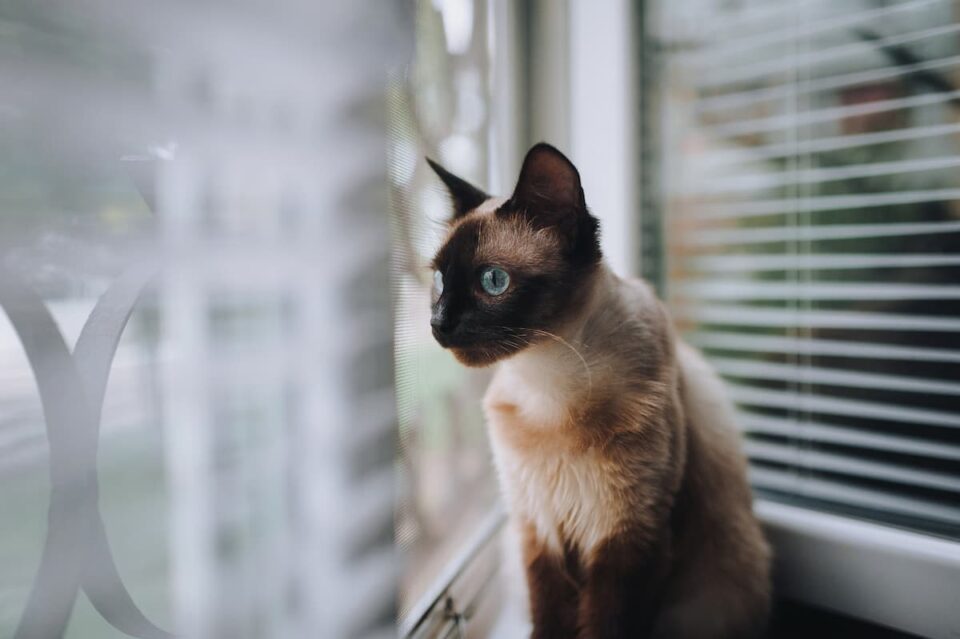 Do Siamese Cats Jump Everything You Should Know!