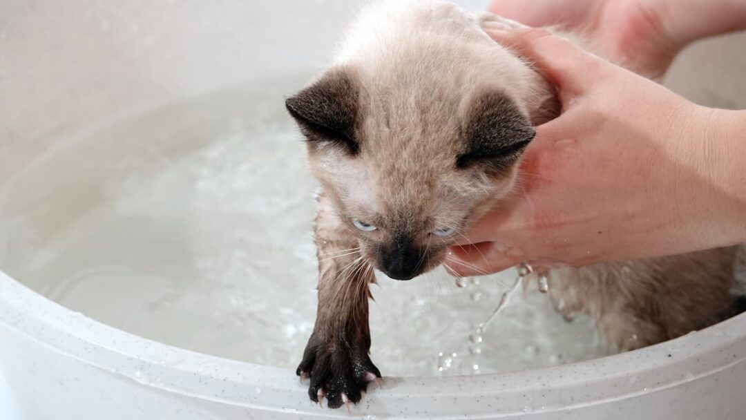 Do Siamese Cats Like Water Things You Should Know