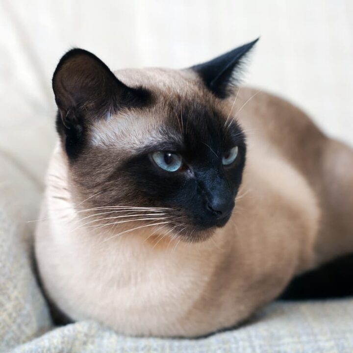 Do Siamese Cats Meow Differently – 10 Things To Know! – FAQcats.com