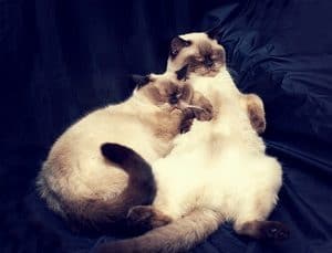 Do Siamese Cats Need A Companion