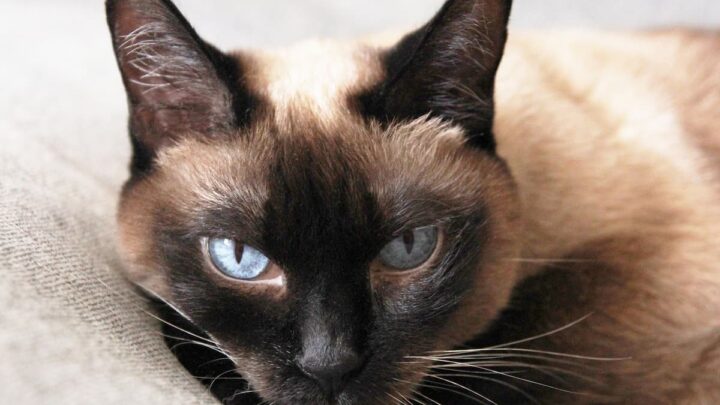 Do Siamese Cats See Well – Eyesight Concerns & More