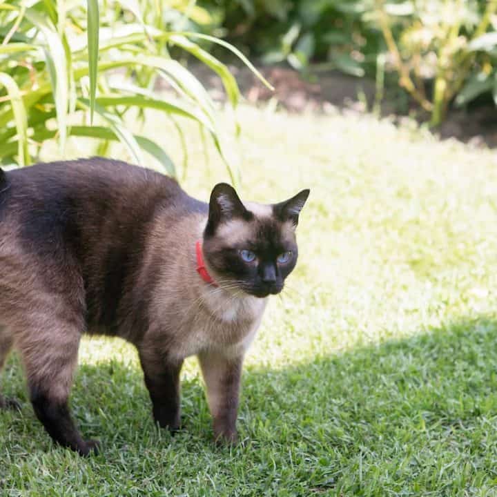 Do Siamese Cats Shed Are They Hypoallergenic?