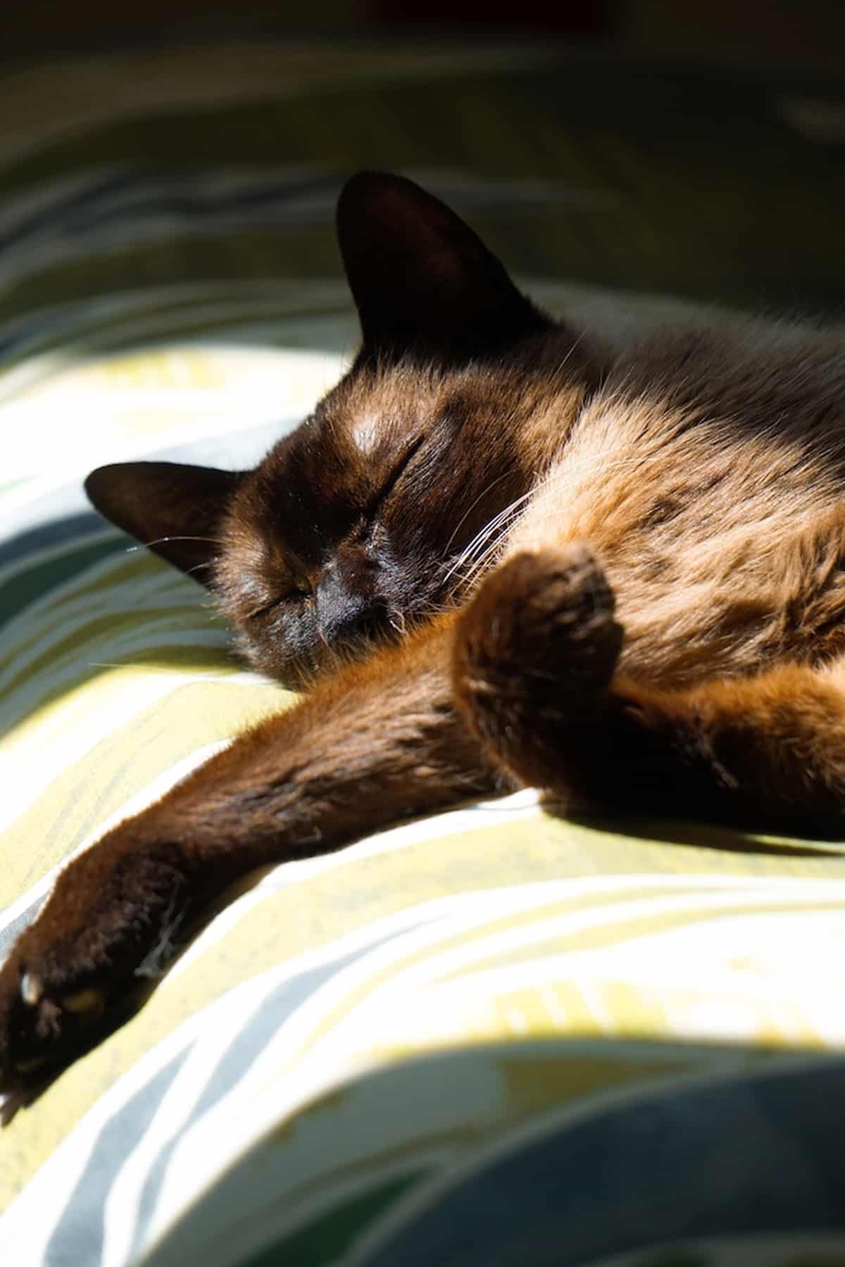 Do Siamese Cats Sleep At Night Routines & Sleep Schedule Explained