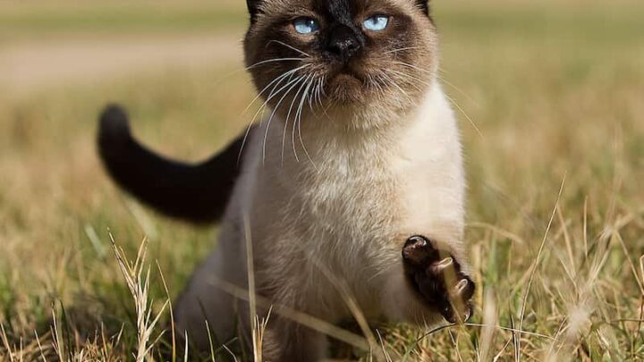 Do Siamese Cats Wander – Tips To Monitor Outdoor Cats