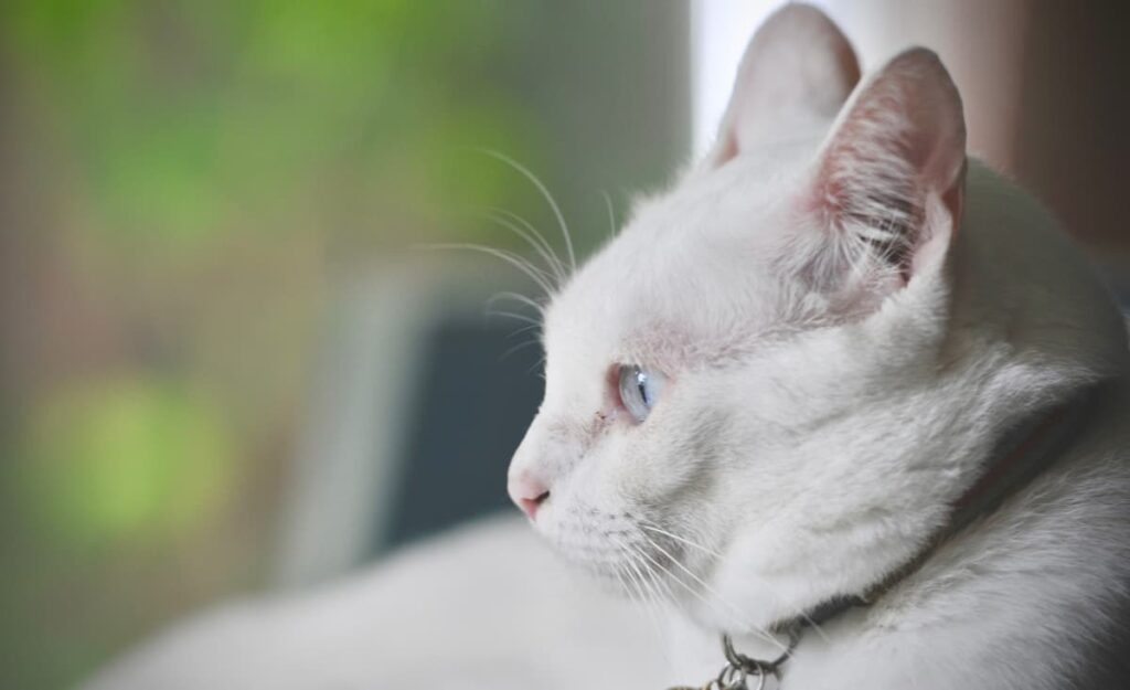 Do White Cats Go Blind Eye Problems & More