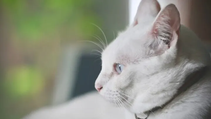 Do White Cats Go Blind &ndash; Eye Problems & More