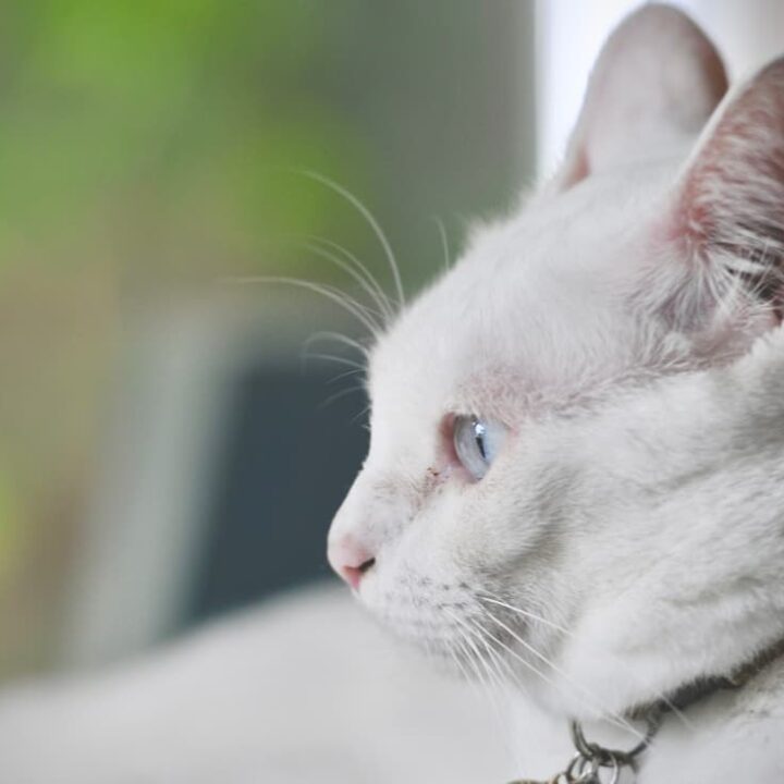 Do White Cats Go Blind Eye Problems & More