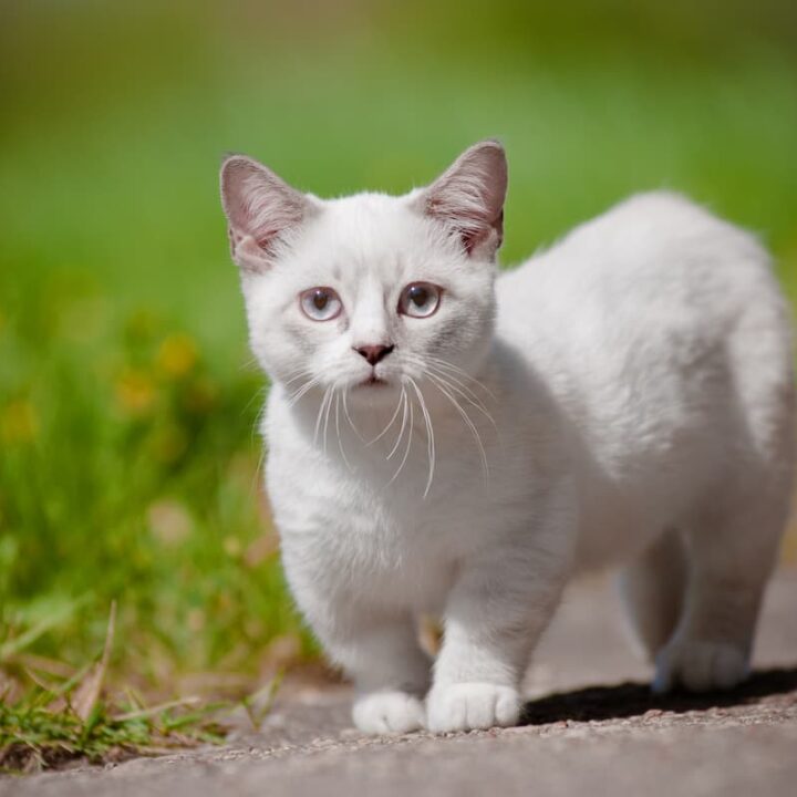 Do White Cats Have Well being Issues Care Information & Issues Best