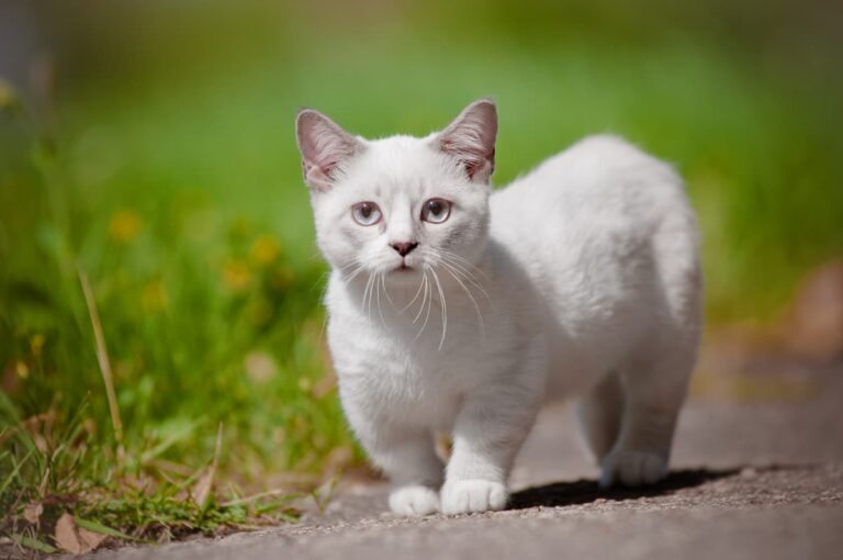 Do White Cats Have Health Problems Care Guide & Concerns