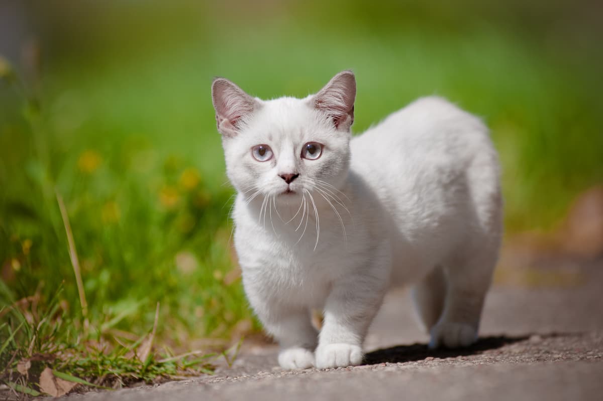 Do White Cats Have Health Problems Care Guide & Concerns