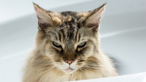 Do Cats Get Mad At You – Weird Behaviors Explained!