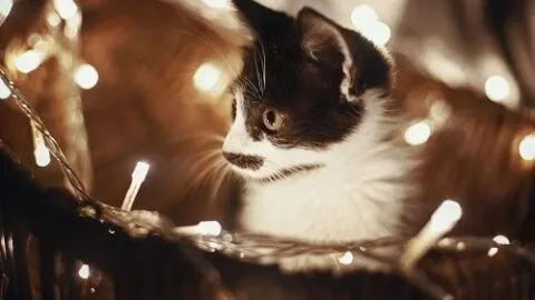 Does Light Hurt Cats Eyes &ndash; Are They Sensitive?