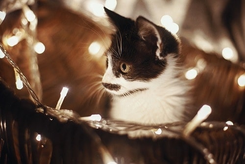 Does Light Hurt Cats Eyes Are They Sensitive FAQcats