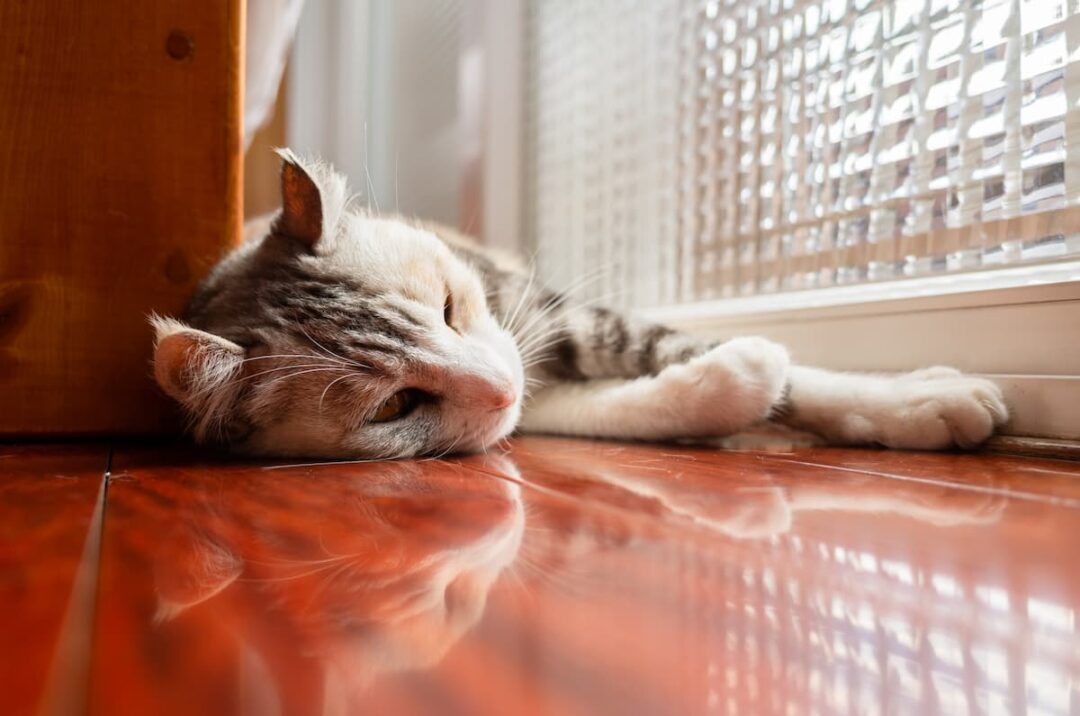 Does Make Cats Sleepy Side Effects & More