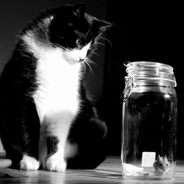 Does Vinegar Stop Cats From Pooping The Answer!