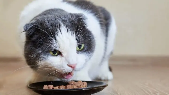 Does Wet Food Give Kittens Diarrhea &ndash; Here&rsquo;s The Facts