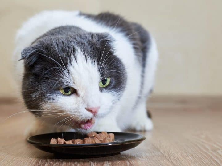 Cat Has Diarrhea After Switching To Wet Food
