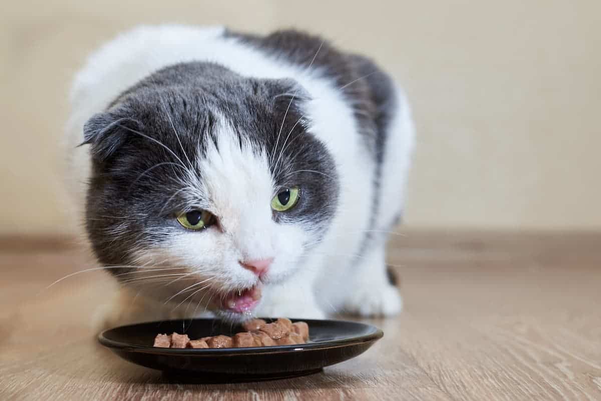 Cat gets diarrhea from hotsell dry food